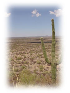 algo sobre el desierto aqui en hermosillo